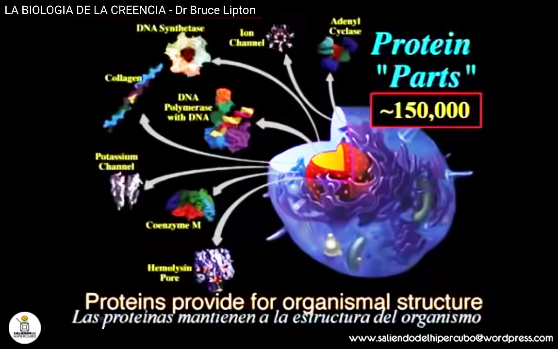07 Variedad proteinas