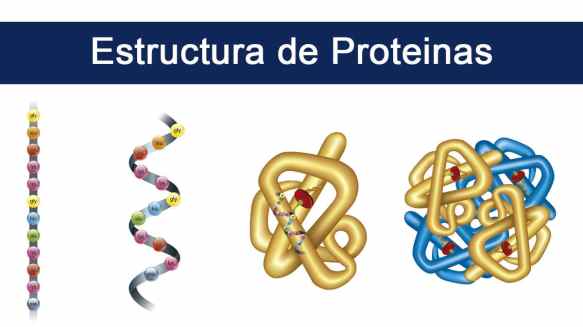 07b estructura-de-proteinas