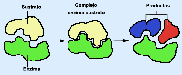 07c enzima