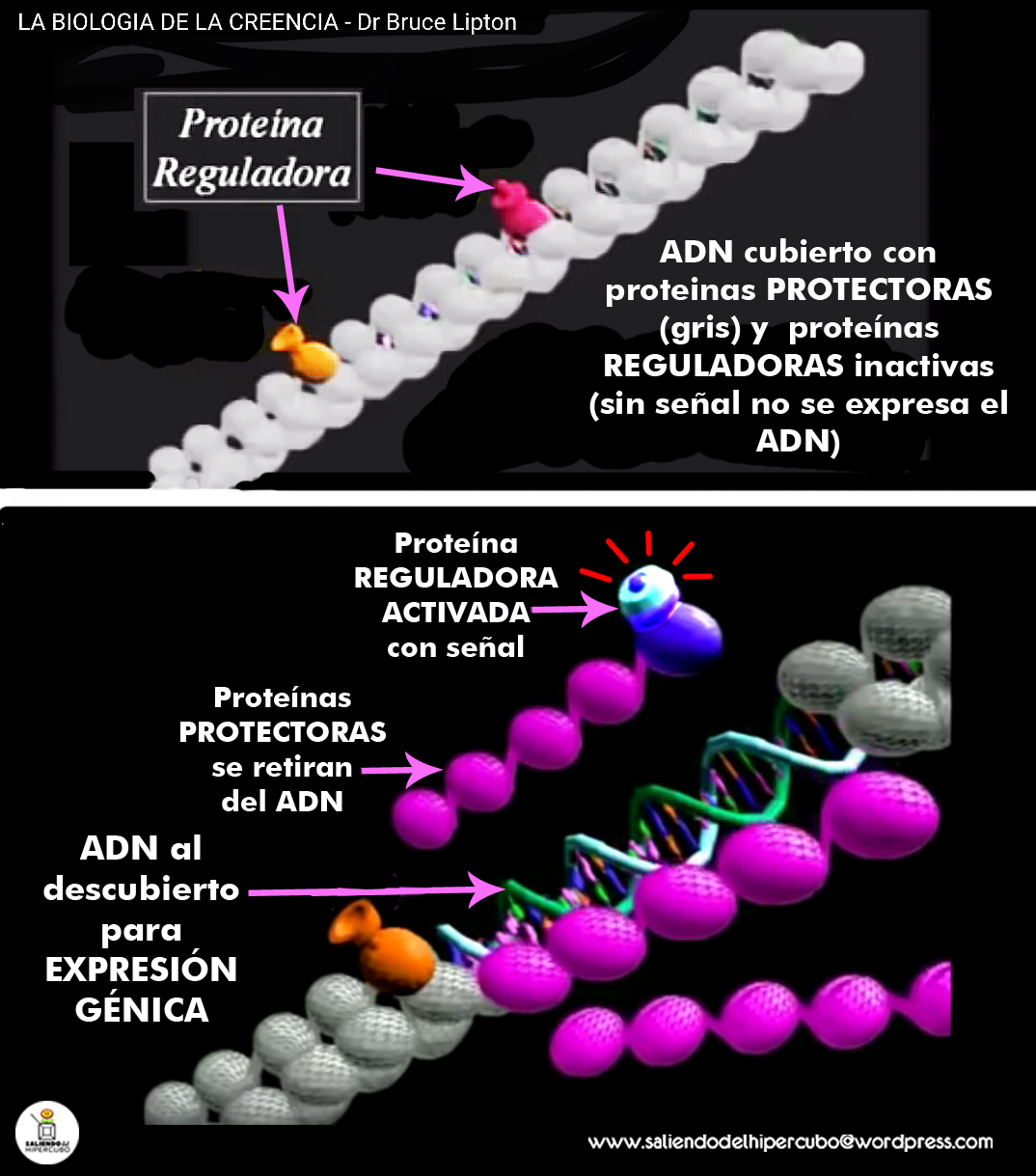 09b Proteinas regulando ADN