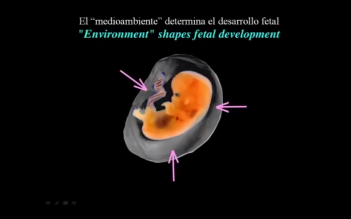 09d feto MA determina el desarrollo fetal