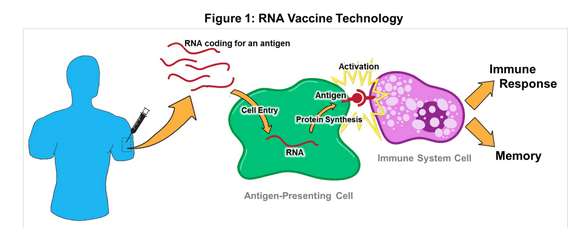 Grafica Vacuna ARN mensajero - saliendodelhipercubo.wordpress.com